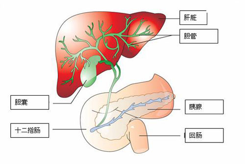 转氨酶高是怎么回事（转氨酶高是怎么回事怎么治疗）