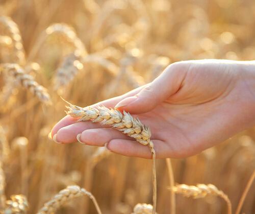 小麦胚芽的功效与作用