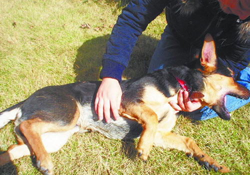 有狂犬病的狗有什么症状 有狂犬病的狗有啥症状