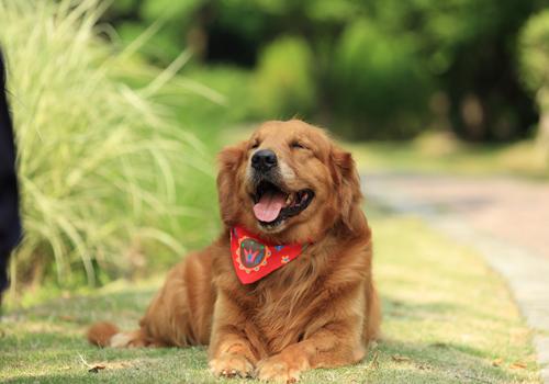 狂犬疫苗漏打了怎么办（狂犬疫苗打漏了还能补回来吗）