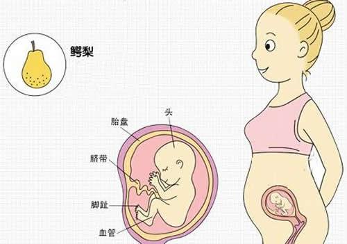 怀孕四个月肚子有多大 怀孕四个月肚子有多大,明显吗