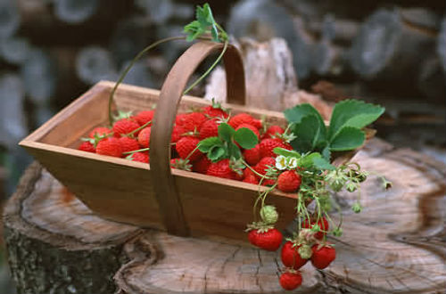 蔓越莓的功效与作用及食用禁忌