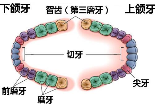 为什么有的人长智齿（为什么有的人长智齿有的人没有）