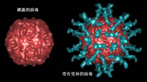 脊髓灰质炎传播途径 脊髓灰质炎传播途径有