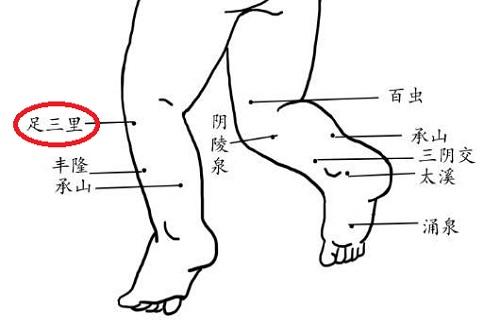 小儿足三里的准确位置图和作用 儿童足三里的准确位置