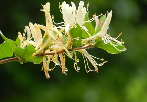 金银花煮多长时间好 金银花煮水怎么煮