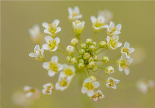 荠菜需要焯水吗 荠菜怎么吃最营养