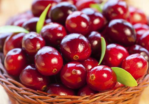 蔓越莓儿童能吃吗