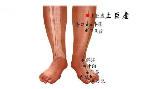 上巨虚的准确位置图（上巨虚的准确位置图作用功效）