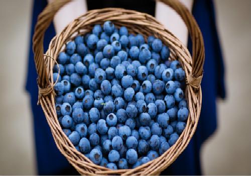 蓝莓和草莓能一起吃吗 蓝莓和什么不能一起吃