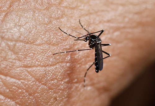 蚊子叮咬会传播艾滋病吗（蚊子叮咬是否会传播艾滋病?为什么?）