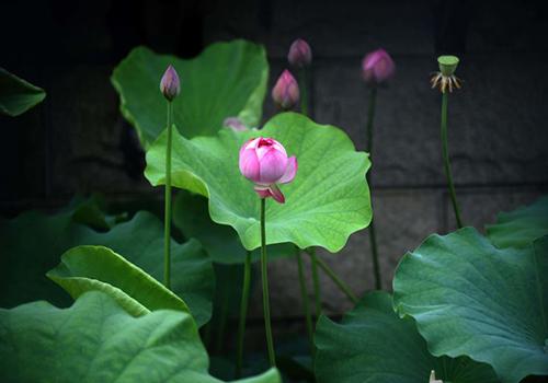 夏至什么意思（夏至是夏天到来的意思吗）