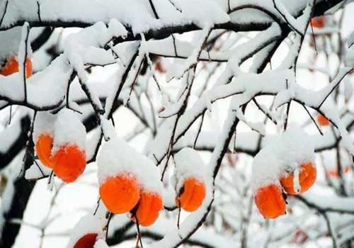 霜降节气特点 霜降的节气特点