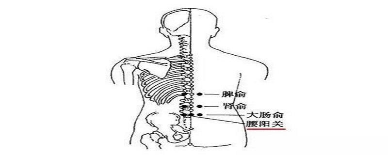 腰阳关的准确位置视频 腰阳关的准确位置图视频