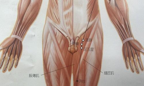 急脉的准确位置图作用 急脉准确位置图片