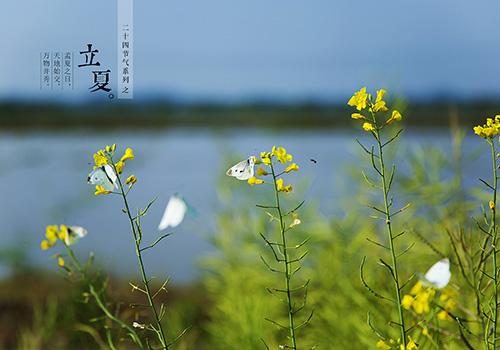 立夏是阳历几月几日（立夏是阳历几月几日?）