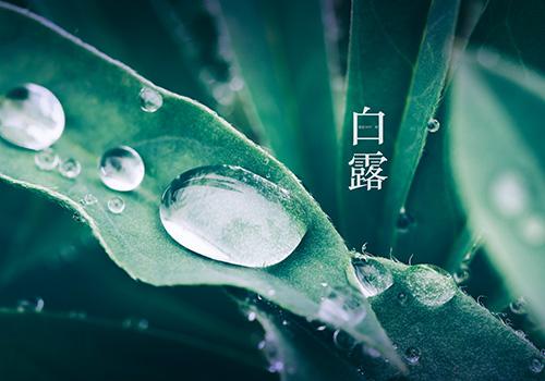 白露属于哪个季节（白露这个季节是什么意思）