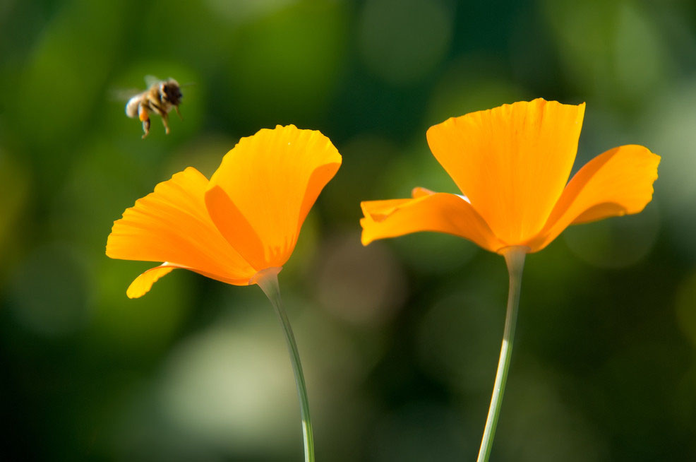 被蜜蜂螫了怎么处理 被蜜蜂蛰怎么处理?