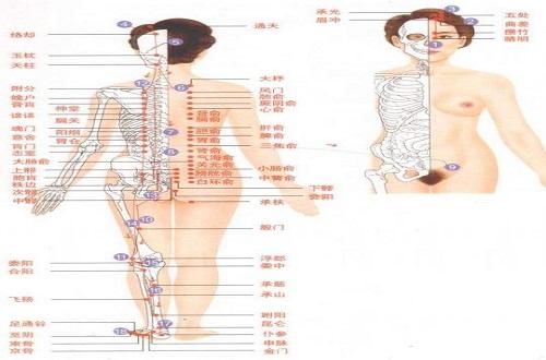 足太阳膀胱经经络示意图 足太阳膀胱经经络示意图大全
