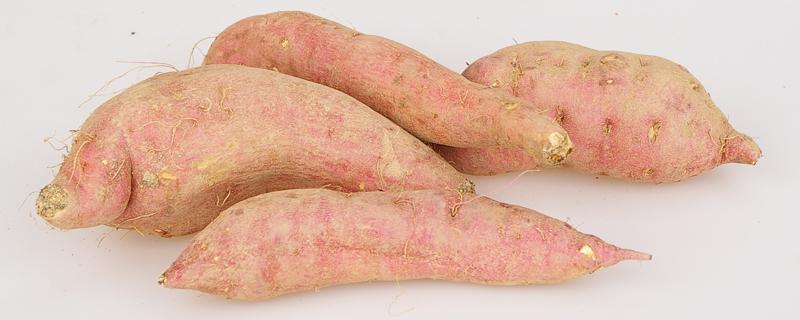 红薯发芽能吃吗有毒吗 红薯发芽能种红薯吗