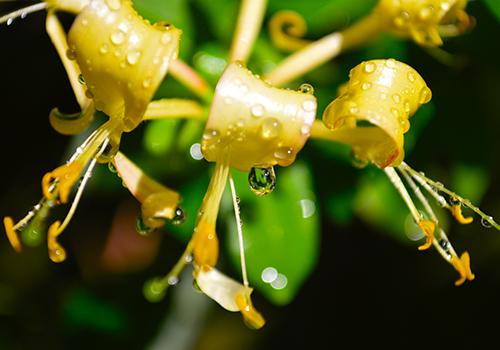 金银花茶减肥吗 减肥期间可以喝金银花茶吗