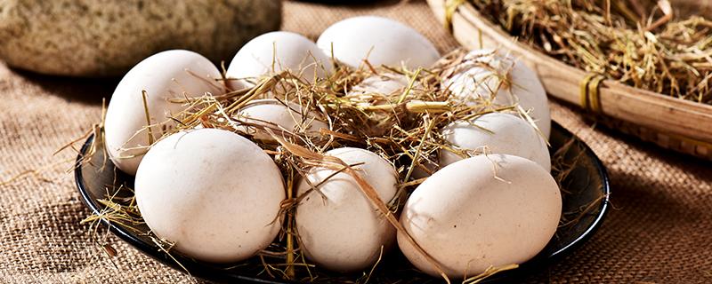 鸽子蛋怎么吃最营养 鸽子蛋怎么吃最营养价值最高