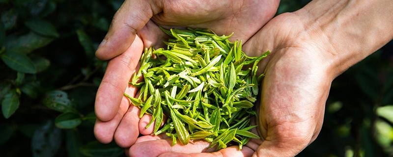 清明茶和谷雨茶哪个好（清明茶好,还是谷雨茶好）