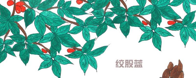 绞股蓝茶的功效与禁忌（绞股蓝茶的功效与禁忌是什么）