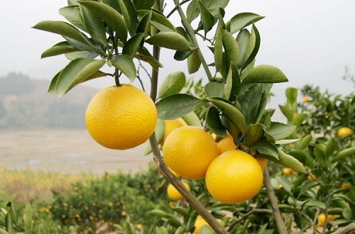 柚子的营养价值 柚子的营养价值及功效与禁忌