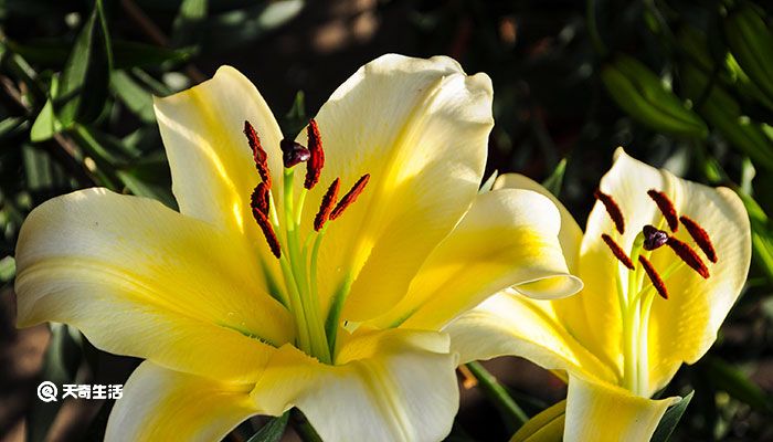 百合花的花语 百合花的花语是什么