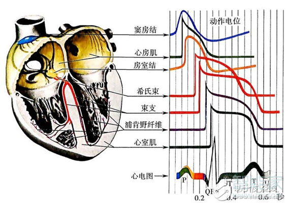 手环测心率原理