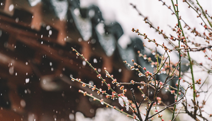 瑞雪飘飘点绽红梅枝裹玉下后一句 瑞雪映红梅的词