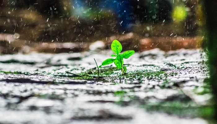 风雨吟的主旨 风雨吟的主旨是什么