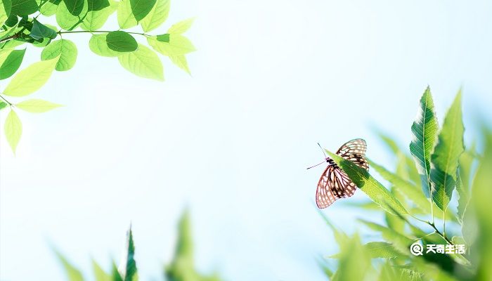 相见时难别亦难东风无力百花残什么意思 东风无力百花残什么意思