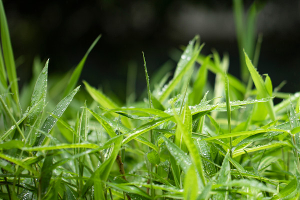 春潮带雨晚来急,野渡无人舟自横是什么季节  春潮带雨晚来急的意思