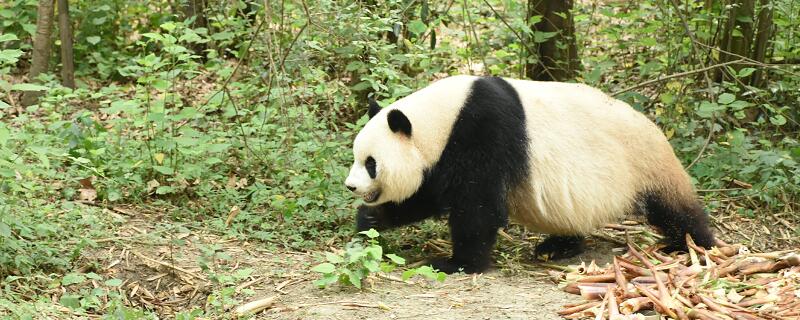 大熊猫为什么被视为中国的国宝。 熊猫为什么是国宝