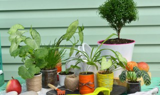 冬季植物装饰 关于冬季植物装饰