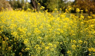 油菜花榨的油是什么油 油菜花榨的油用什么油