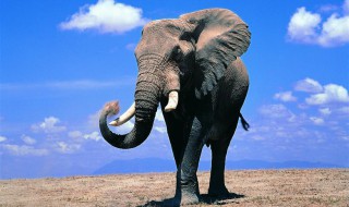 大象耳朵耷拉的作用是什么 为什么大象的耳朵是耷拉的