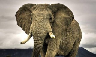 大象会帮助哪些小动物干什么 关于大象的介绍