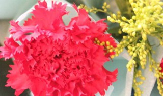 红色康乃馨代表什么意思 红色康乃馨花语是什么