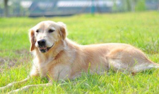 比格犬的性格特点有哪些优缺点 比格犬性格特点有什么优缺点