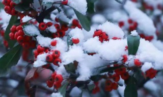 初雪的寓意和象征 初雪的寓意和象征介绍