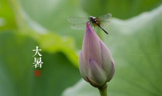 大暑怎么吃 大暑节气吃什么好