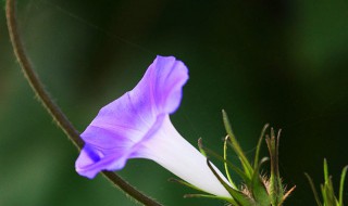 牵牛花有毒吗 牵牛花介绍