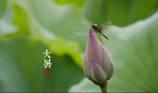 初伏中伏大伏怎么区别 初伏中伏大伏怎样区别