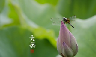 大暑的内容怎么写 关于大暑的文章内容如何写