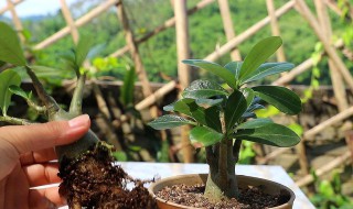 黄栌的盆栽养护方法 关于黄栌的盆栽养护方法