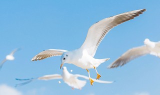 关于海鸥的资料 关于海鸥的资料介绍