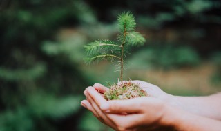 与植物有关的诗句 7句不可错过的古诗